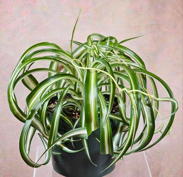 Spider Plants - Perfect for the home, office or dorm room!
