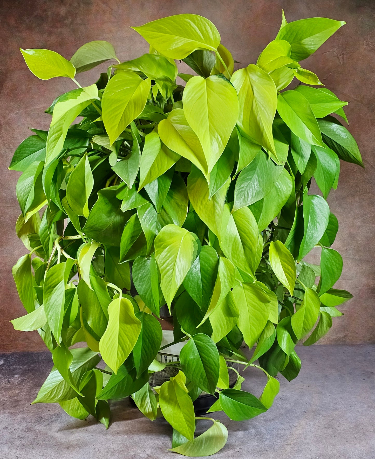 Large Neon Pothos in 10" square planter.  For reference only.